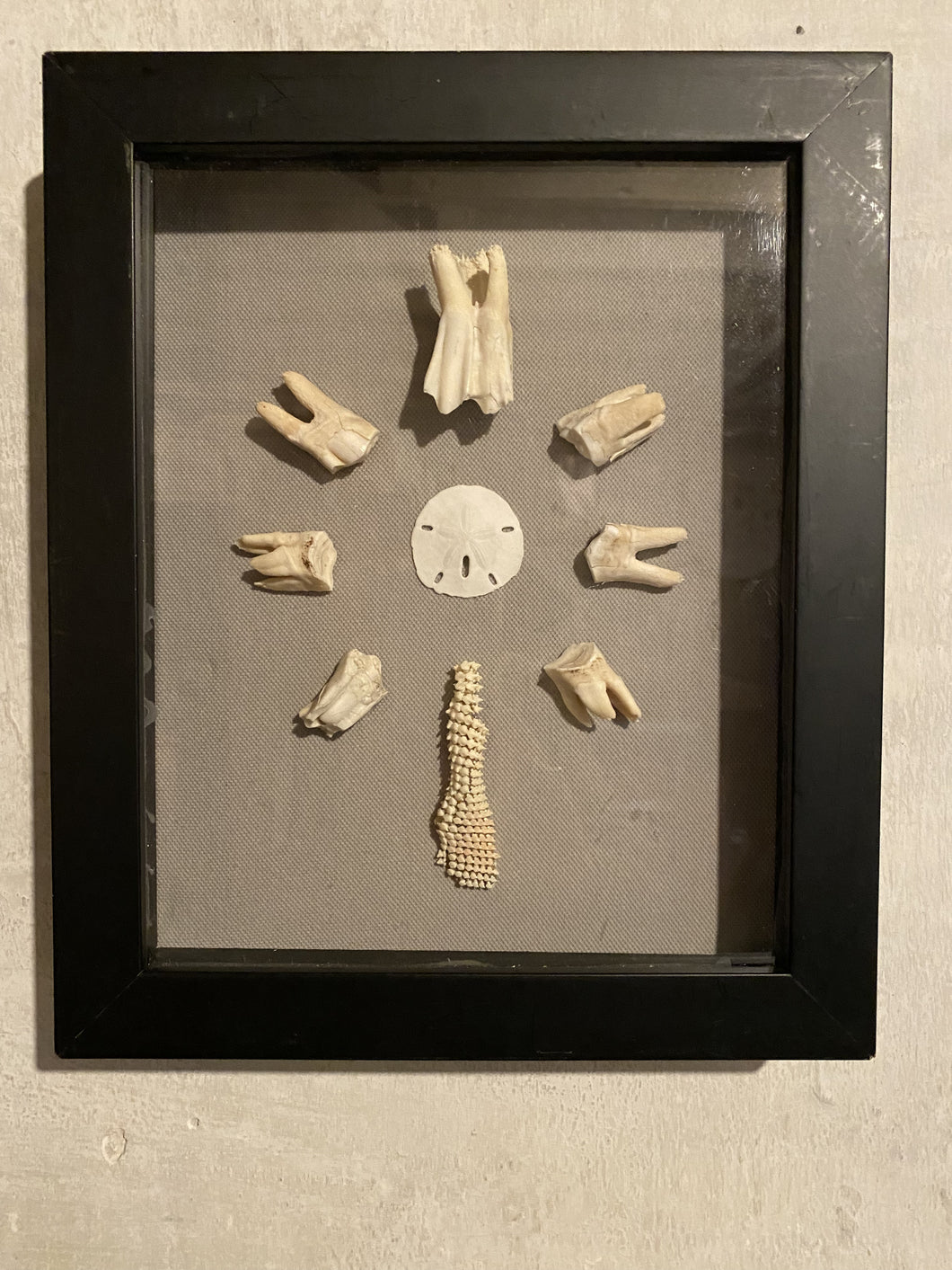 Mammal & Shark Tooth Sand Dollar Shadowbox